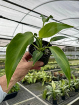 4" Philodendron rugosum Canopy Plant Co.