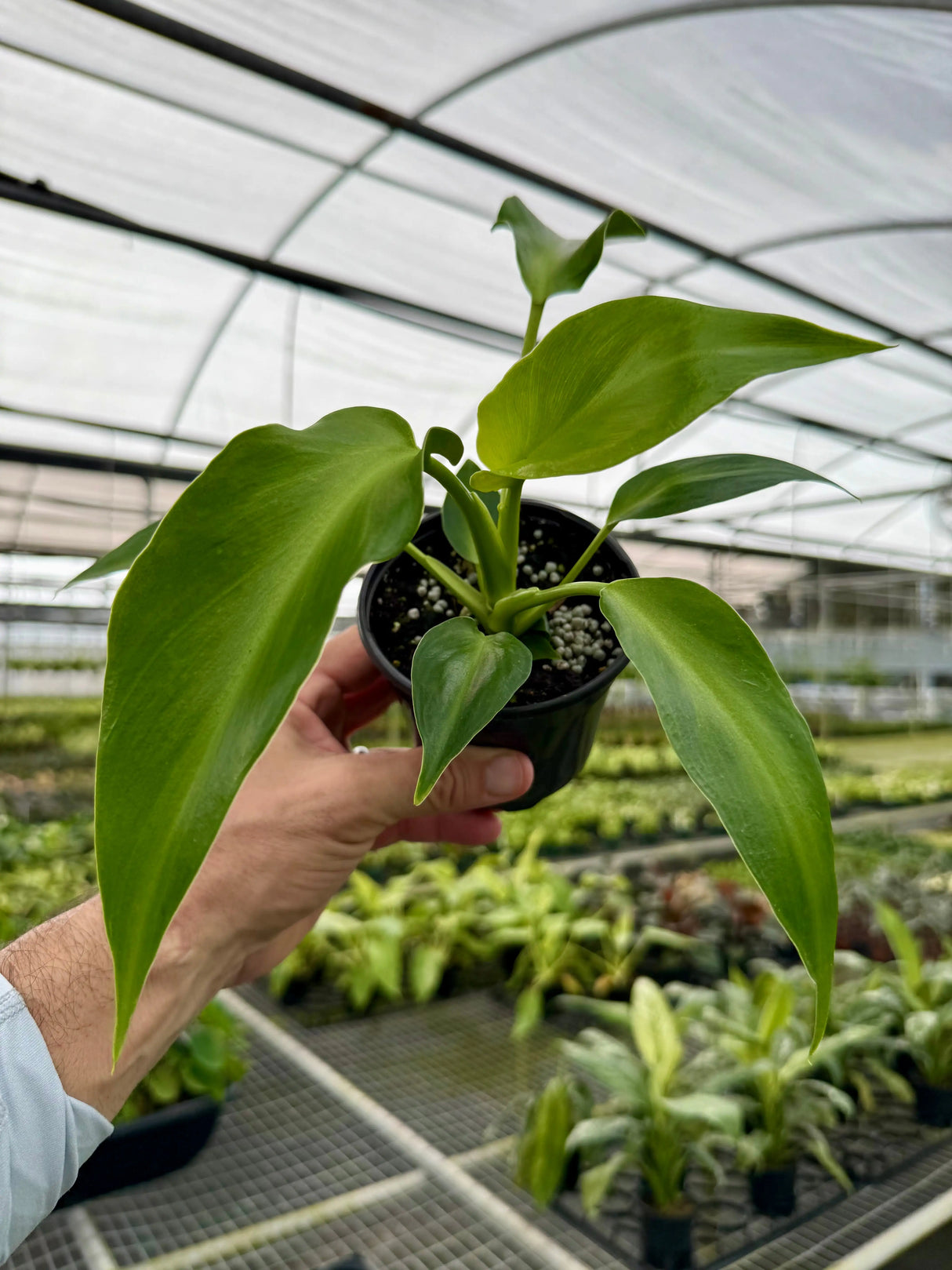 4" Philodendron rugosum Canopy Plant Co.