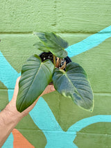 4" Philodendron serpens Canopy Plant Co.