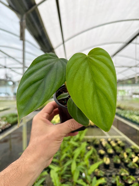 4” Philodendron sp. Colombia ‘El Guapo’ - Canopy Plant Co.