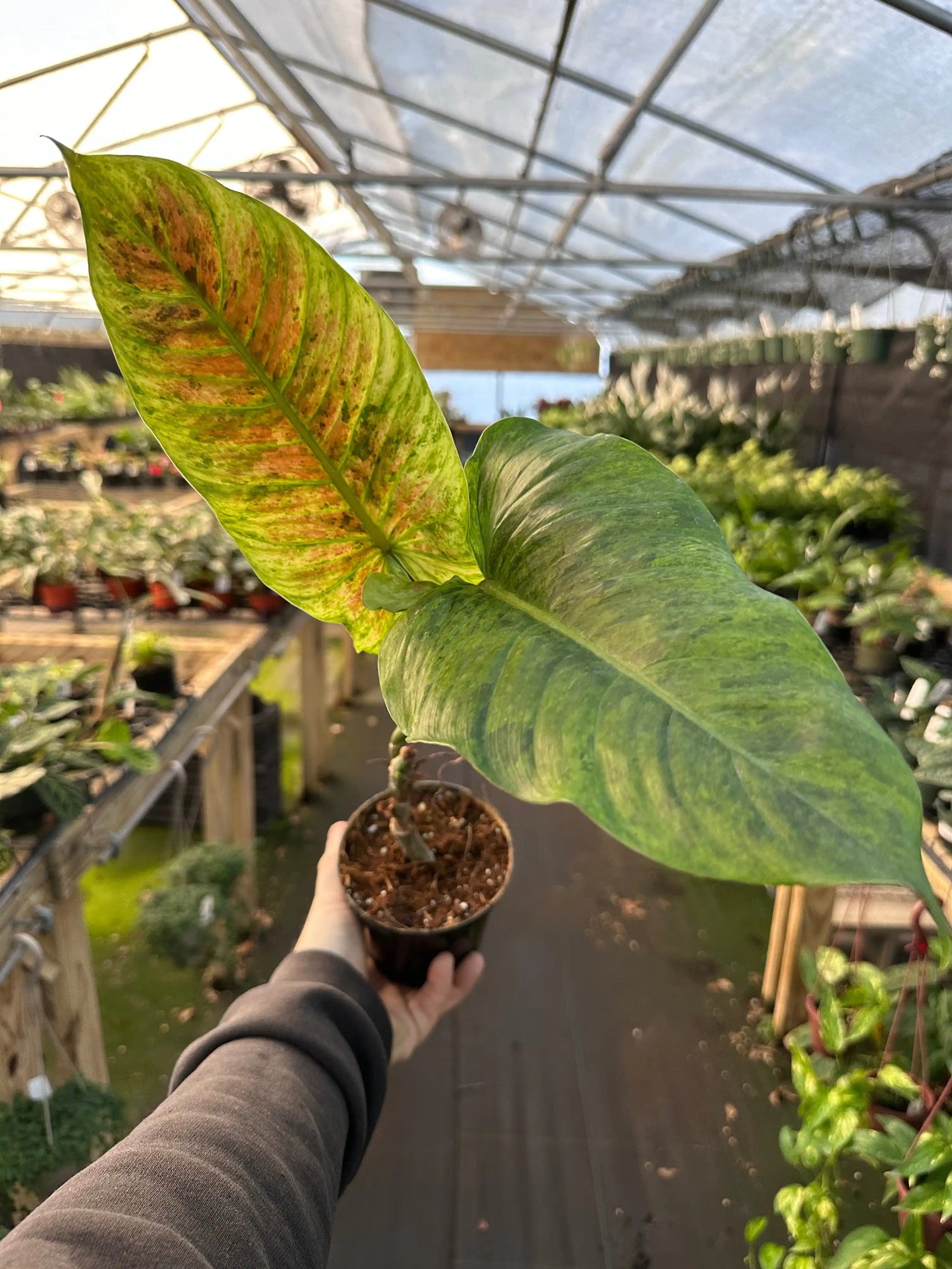 4" Philodendron subhastatum variegated - Canopy Plant Co.