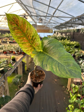 4" Philodendron subhastatum variegated - Canopy Plant Co.