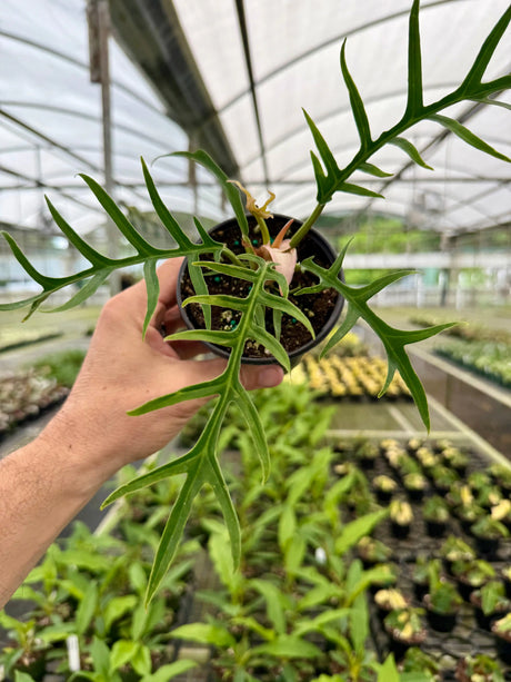 4” Philodendron tortum Canopy Plant Co.