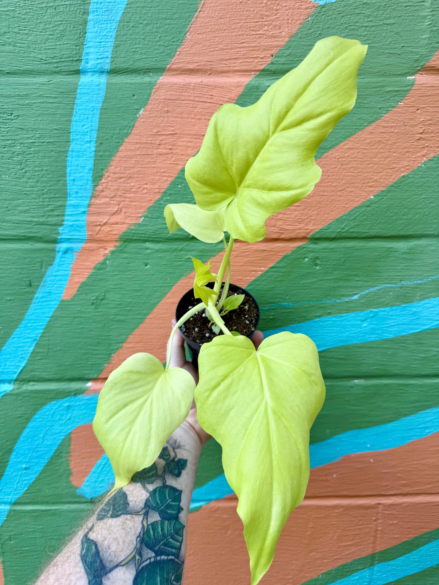 4" Philodendron warszewicsii aurea Canopy Plant Co.