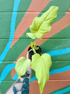 4" Philodendron warszewicsii aurea Canopy Plant Co.