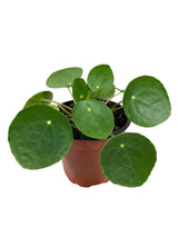 Healthy 4-inch Pilea peperomioides, also known as Money Plant, with vibrant green round leaves from Canopy Plant Co.