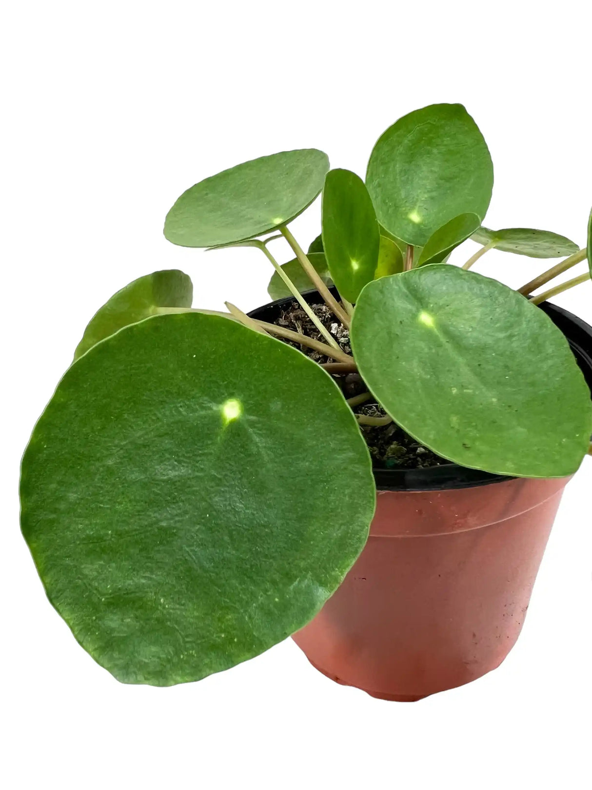 Healthy 4-inch Pilea peperomioides, also known as Money Plant, from Canopy Plant Co., with round green leaves and compact growth.