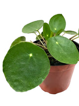 Healthy 4-inch Pilea peperomioides, also known as Money Plant, from Canopy Plant Co., with round green leaves and compact growth.