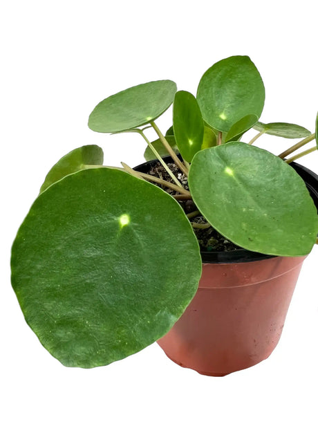 Healthy 4-inch Pilea peperomioides, also known as Money Plant, from Canopy Plant Co., with round green leaves and compact growth.