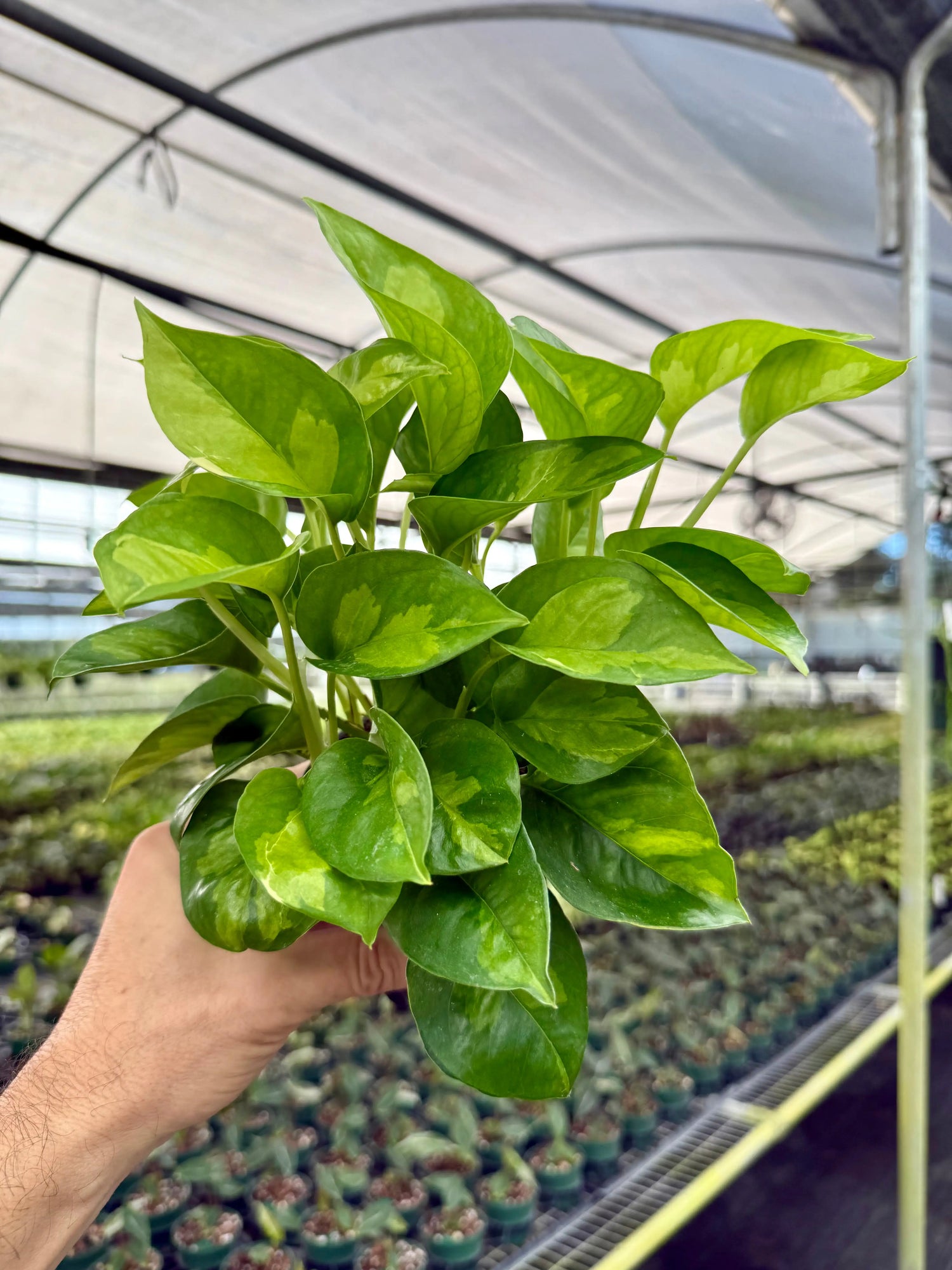 4” Pothos ‘Global Green’ -  Canopy Plant Co.