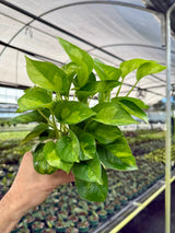 4” Pothos ‘Global Green’ -  Canopy Plant Co.