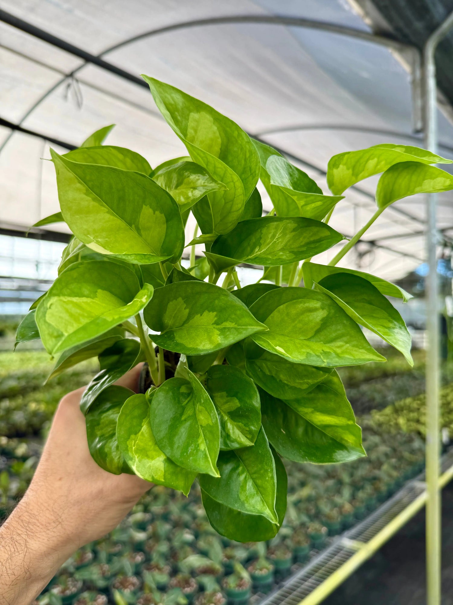 4” Pothos ‘Global Green’ Canopy Plant Co.