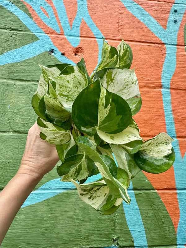 Healthy 4-inch Pothos ‘Manjula’ plant with variegated green and yellow leaves, grown by Canopy Plant Co.