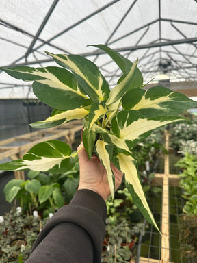4" Pothos Manjula ('Mutant') - Canopy Plant Co.