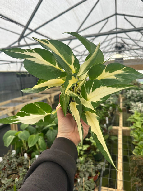 4" Pothos Manjula ('Mutant') - Canopy Plant Co.