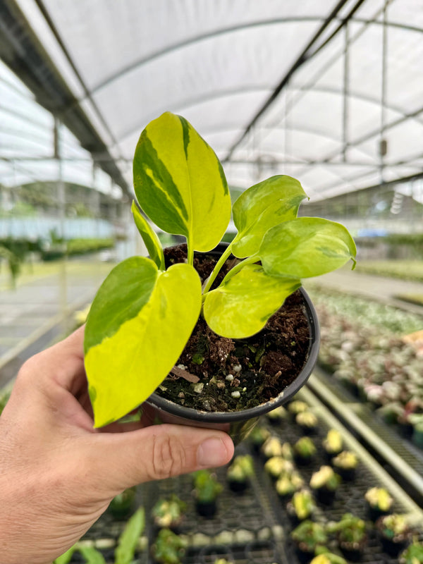 Bright green 4-inch Pothos 'Neon Joy' plant from Canopy Plant Co. with vibrant, cascading vine leaves.