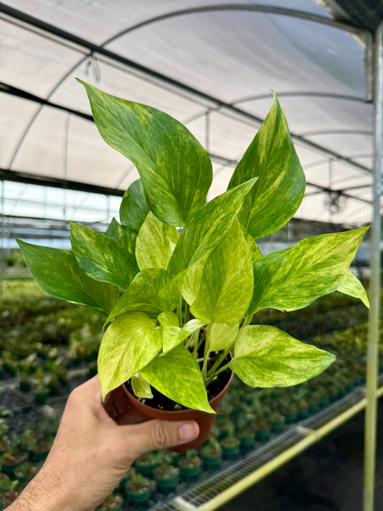 4" Pothos ‘Neon Queen’ -  Canopy Plant Co.