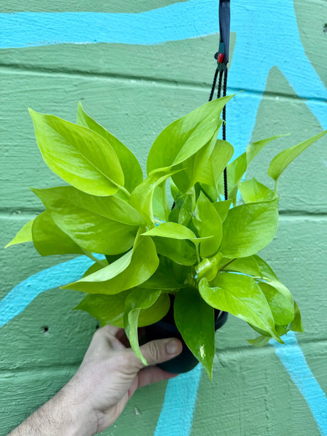 4" Pothos ‘Neon’ hanging basket - Canopy Plant Co.