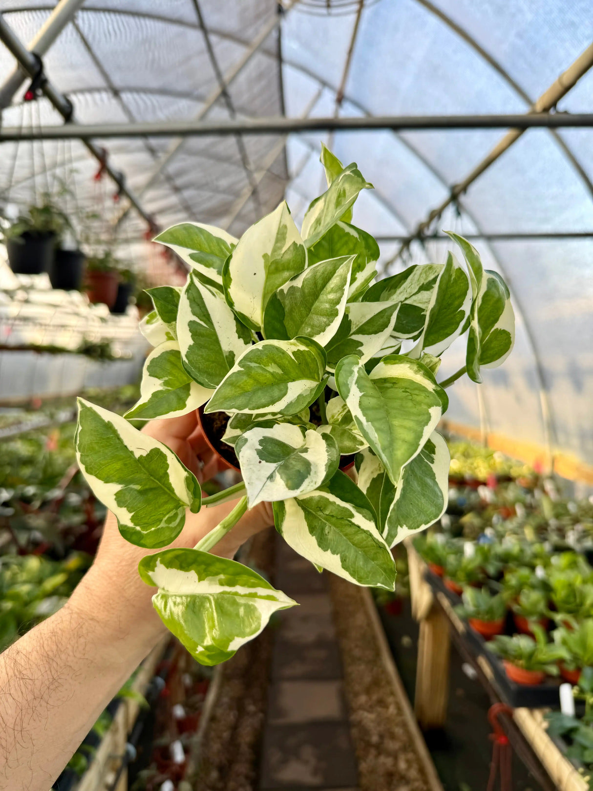 4" Pothos ‘Pearls and Jade’ Canopy Plant Co.