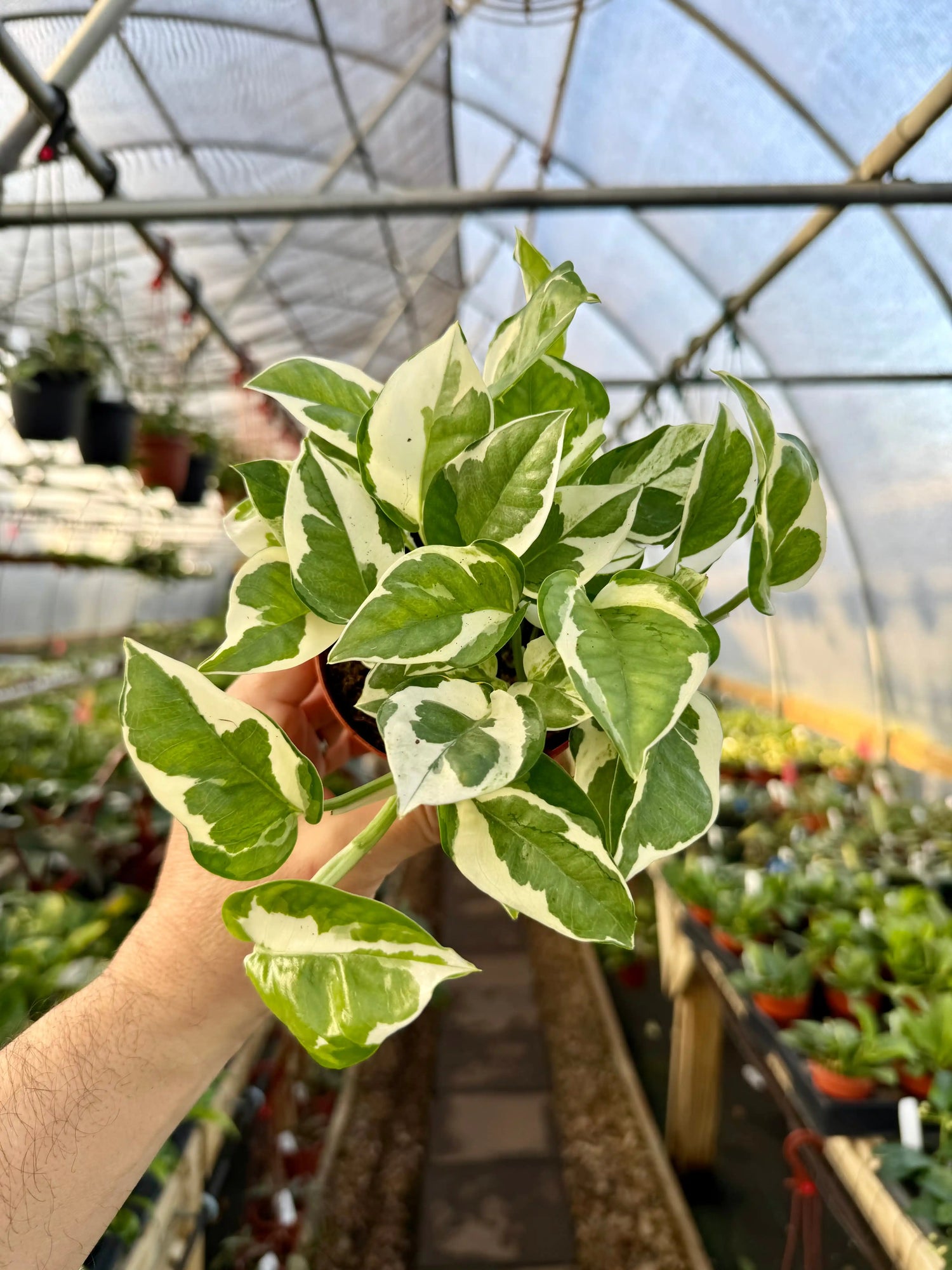 4" Pothos ‘Pearls and Jade’ Canopy Plant Co.