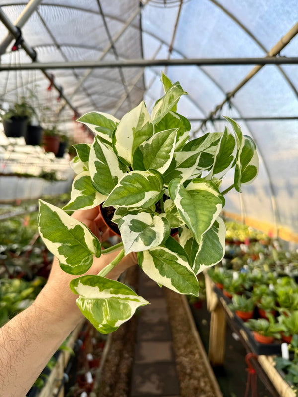 Healthy 4-inch Pothos Pearls and Jade plant with variegated green and white leaves, from Canopy Plant Co.