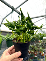 Healthy 4-inch Pothos Shangri-La plant from Canopy Plant Co. with lush green leaves and trailing growth.