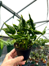 Healthy 4-inch Pothos Shangri-La plant by Canopy Plant Co. with lush green trailing leaves in a pot.