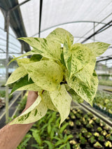 4" Pothos ‘Snow Queen’ - Canopy Plant Co.