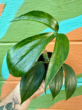 Variegated 4-inch Rhaphidophora decursiva plant by Canopy Plant Co. with lush green and creamy variegated leaves.