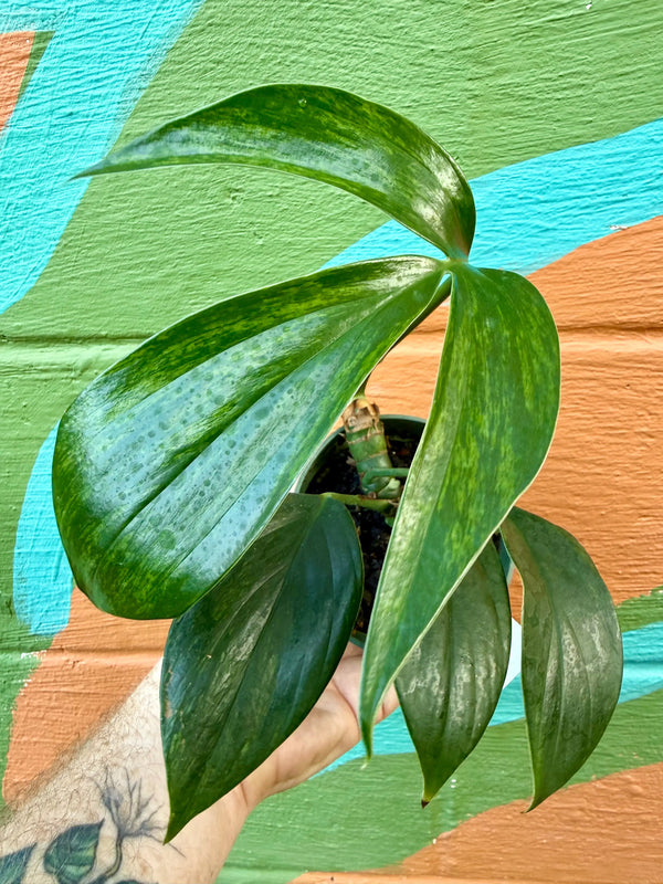 Variegated 4-inch Rhaphidophora decursiva plant by Canopy Plant Co. with lush green and creamy variegated leaves.