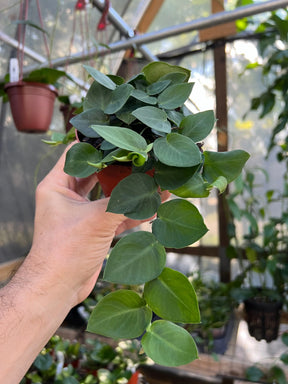 4" Rhaphidophora korthalsii -  Canopy Plant Co.
