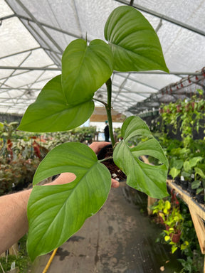 4" Rhaphidophora pertusa -  Canopy Plant Co.