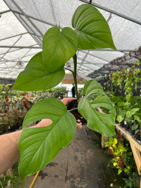 4" Rhaphidophora pertusa -  Canopy Plant Co.