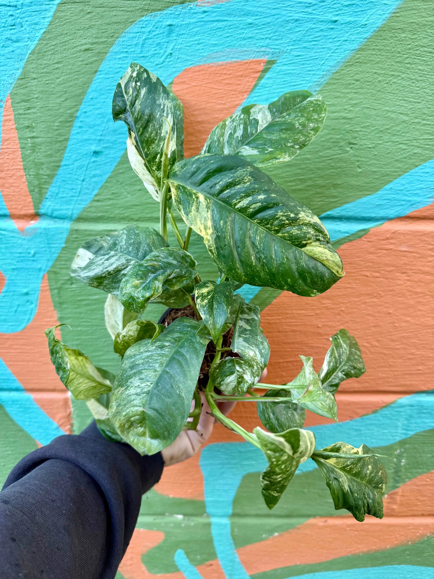 4" Rhaphidophora puberula variegated Canopy Plant Co.