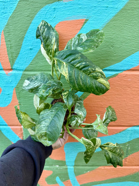 4" Rhaphidophora puberula variegated Canopy Plant Co.