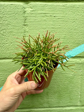 4" Rhipsalis clavata -  Canopy Plant Co.
