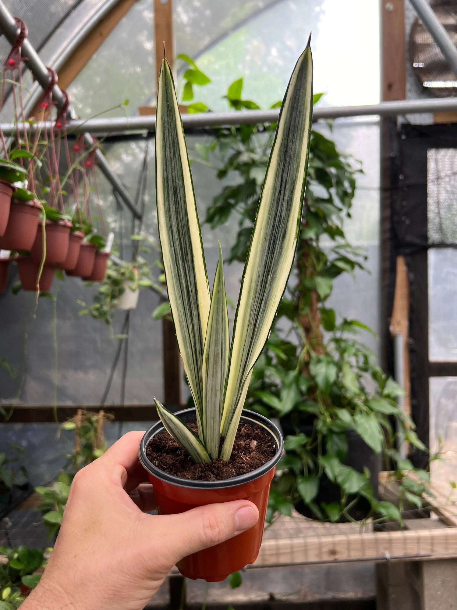4" Sansevieria ‘Bantel's Sensation’ -  Canopy Plant Co.