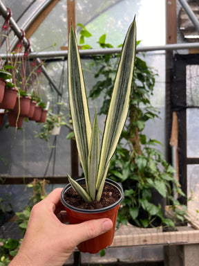 4" Sansevieria ‘Bantel's Sensation’ Canopy Plant Co.