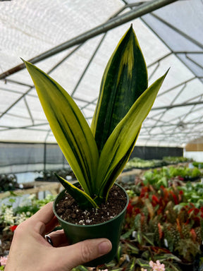 4” Sansevieria Golden Flame - Canopy Plant Co.