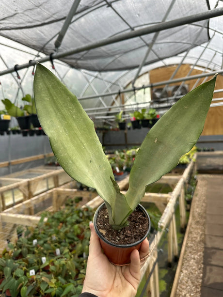 4" Sansevieria Moonshine - Canopy Plant Co.
