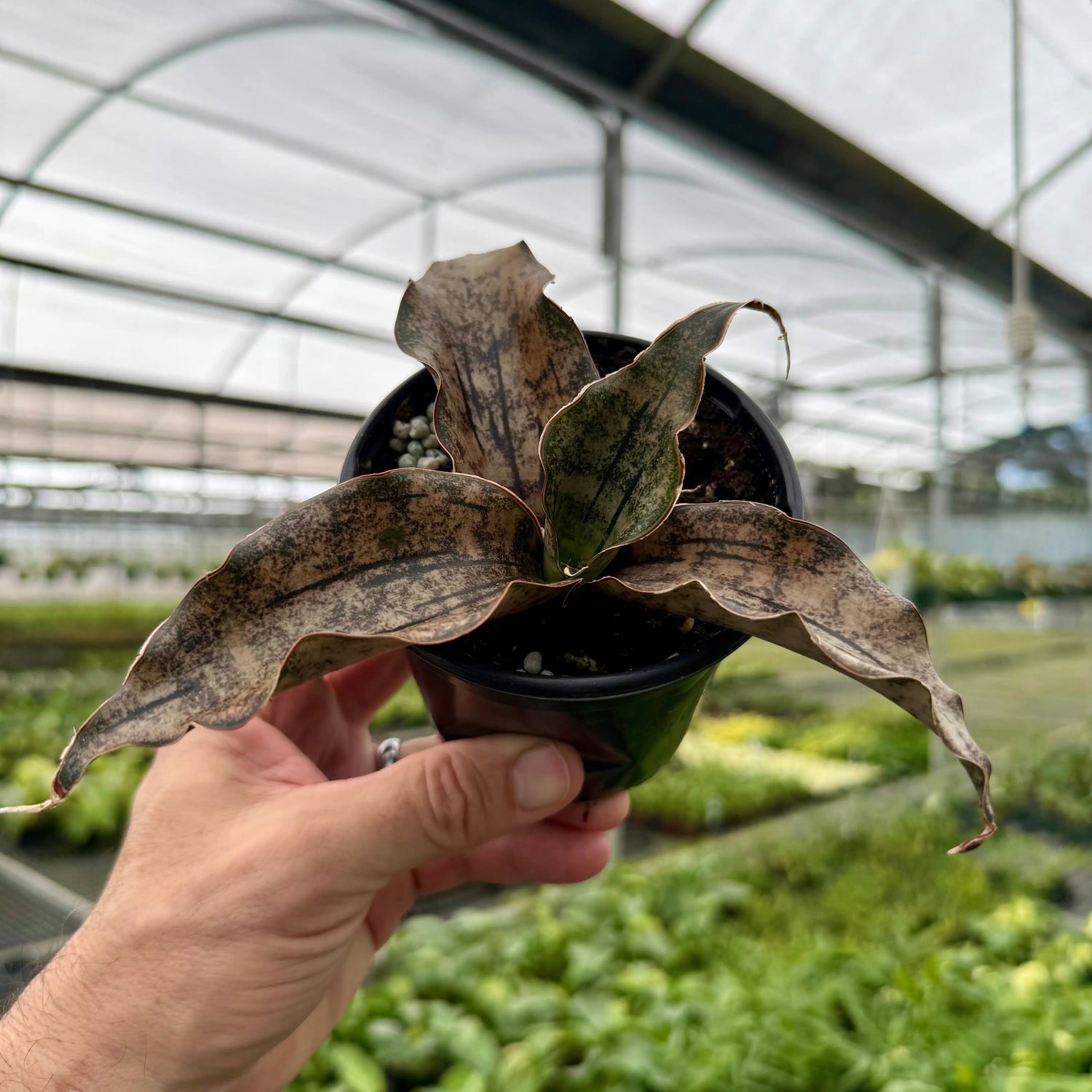 4" Sansevieria kirkii 'Coppertone' -  Canopy Plant Co.