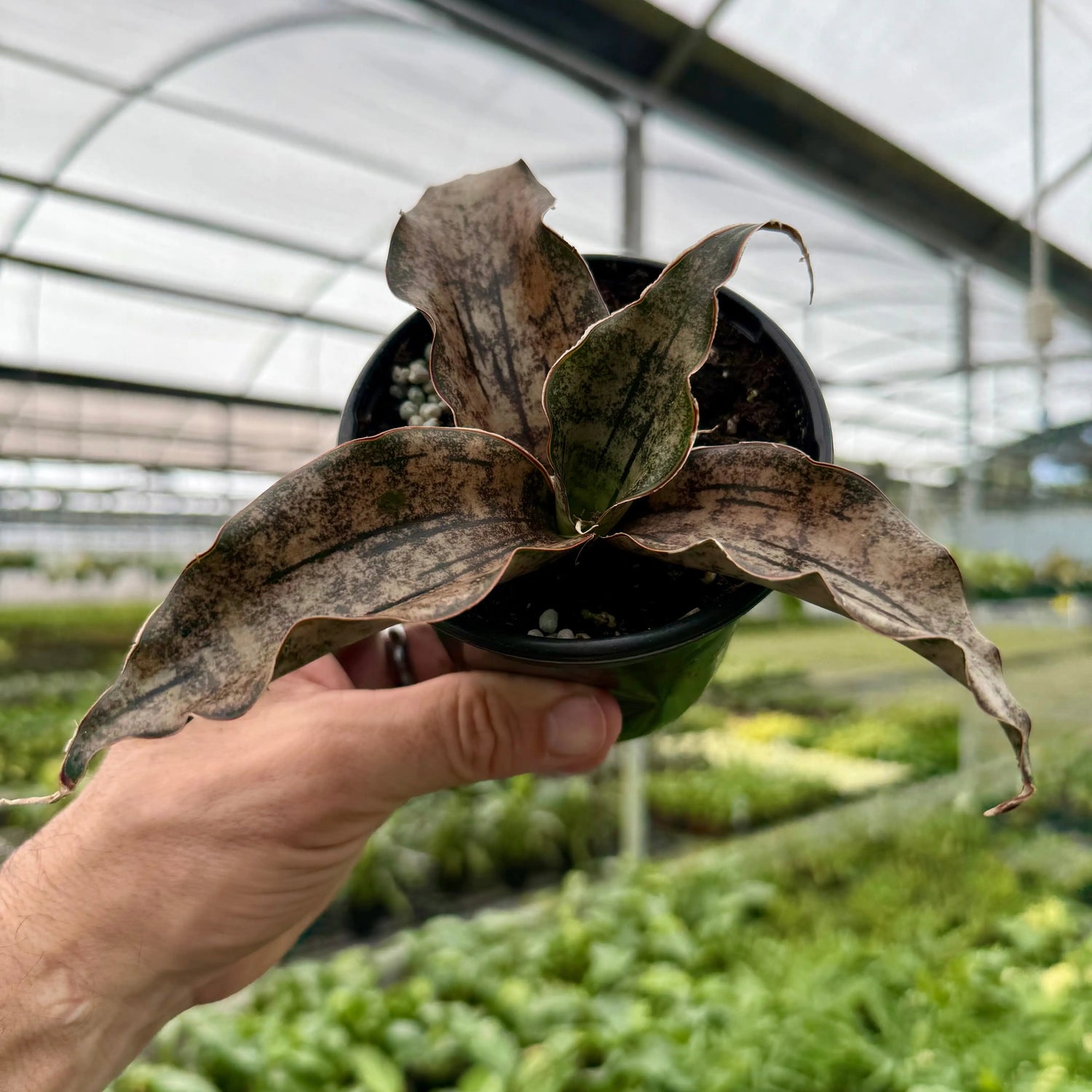 4" Sansevieria kirkii 'Coppertone' -  Canopy Plant Co.
