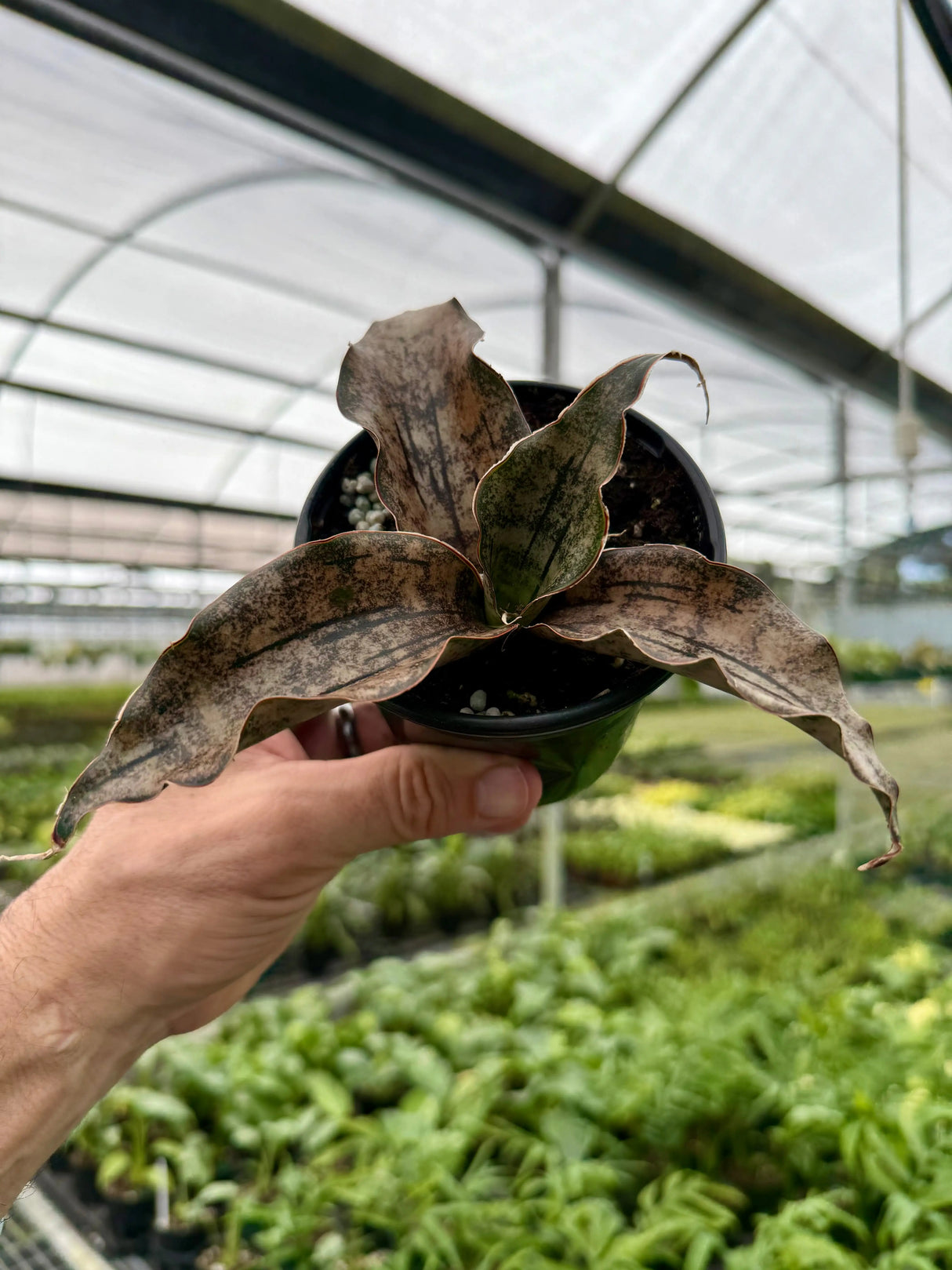 4" Sansevieria kirkii 'Coppertone' -  Canopy Plant Co.