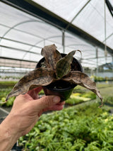 4" Sansevieria kirkii 'Coppertone' Canopy Plant Co.