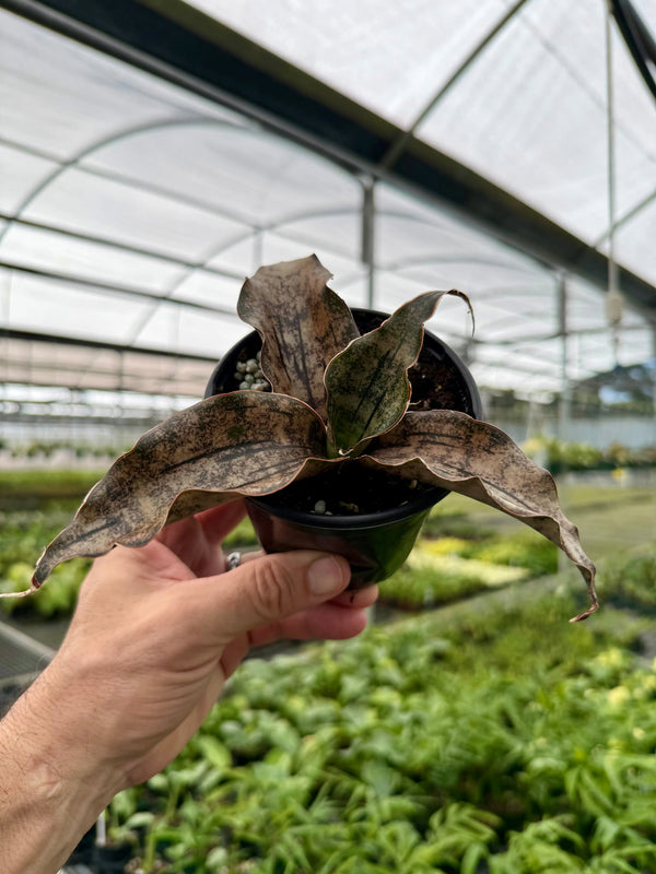 4" Sansevieria kirkii 'Coppertone' Canopy Plant Co.