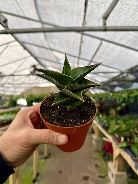 4” Sansevieria powellii -  Canopy Plant Co.