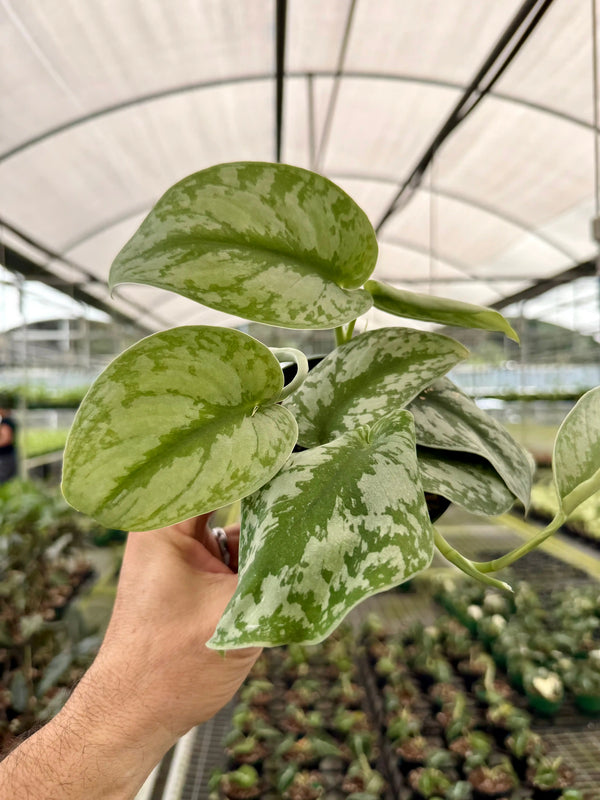 Lush 4-inch Scindapsus ‘Exotica’ houseplant with variegated green and silver leaves, from Canopy Plant Co.