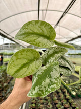 4" Scindapsus ‘Exotica’ Canopy Plant Co.