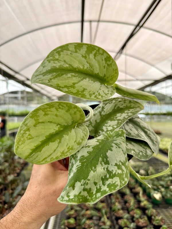Lush 4-inch Scindapsus ‘Exotica’ houseplant with variegated green and silver leaves, from Canopy Plant Co.