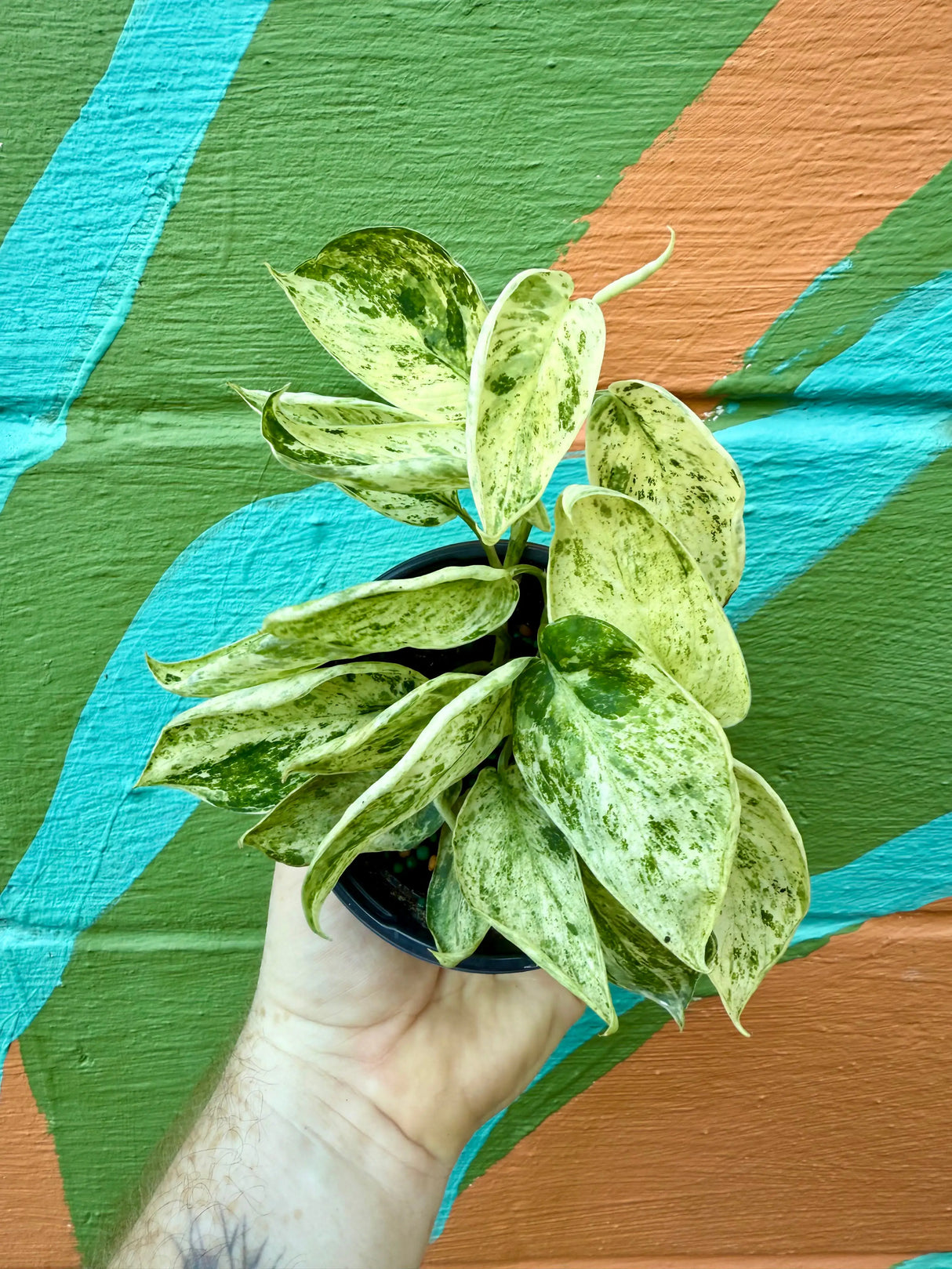 4" Scindapsus 'Marble Queen' -  Canopy Plant Co.